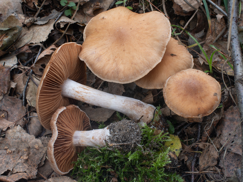 Cortinarius bivelus